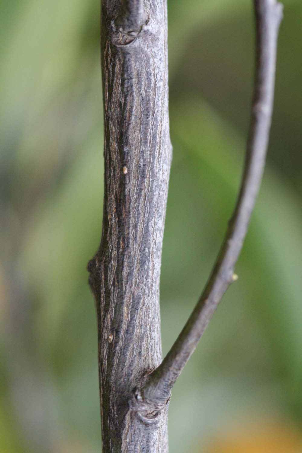              Second - third year twig (Riverside, CA)       